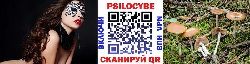darknet наркотические препараты  Звенигово  OMG   Галлюциногенные грибы Cubensis  закладки 